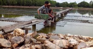 DKP Donggala Siap kembangkan Budidaya Kepiting