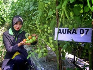 Harga Tomat di Napu Anjlok, Petani: Kami Sangat Merugi