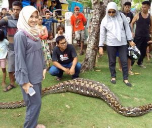 Warga Mamuju Temukan Ular Piton dengan Perut Membesar