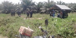 Buah Kelapa Sawit Hilang, Warga Donggala Lapor Polda