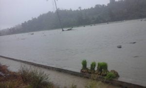 Banjir Donggala, Puluhan Hektar Sawah Terendam