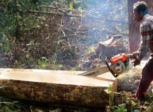 Perusak Hutan Sampolawa Segera di Adili