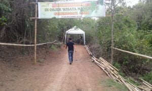 Hutan Mangrove Wisata Baru di Donggala