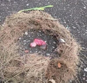 Diduga Janin Gegerkan Pegawai Pemkab Donggala