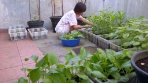 Optimalisasi Pemanfaatan Pekarangan Kawasan Rumah Pangan 