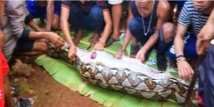 Kasus Wanita Dimakan Ular di Sulawesi Jadi Sorotan Dunia