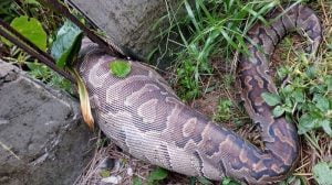 Kerajaan Ular Piton Di Sulawesi, Akan Bermunculan Saat Mulai Memasuki Dua Musim Ini