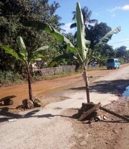Protes Jalan Rusak Parah,Warga Lasunapa Tanam Pisang di tengah Jalan