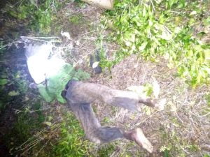 Penemuan Mayat di Kebun Cingkeh Tolitoli, Diduga Ini Penyebabnya !!