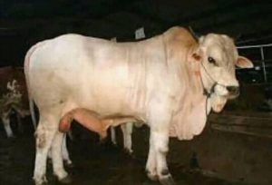 Memaknai Idul Adha, Praktek Dokter Gigi di Panasakan Tolitoli,   Kurban Dua Ekor Sapi
