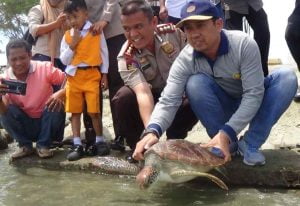 Ditpolairud Polda sulteng Lepasliarkan Dua Penyu Hasil Sitaan ke Teluk Palu