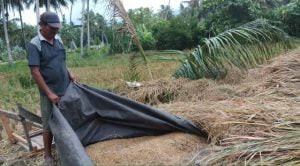 “ Panen Terakhir “Buruh Tani Penyintas Bencana di Jono Oge