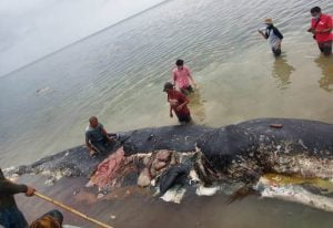 Sampah Plastik dilaut,Diduga Penyebab Matinya Paus Sperma di Wakatobi
