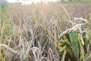 Akibat Di Serang Hama ,Musim Panen Petani Dolago Merugi