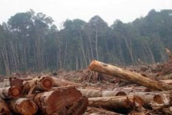 Polisi Dalami Sumber Kayu Yang Dipakai Dalam Proyek Tambatan Perahu Desa Kabetan