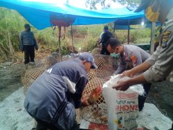 Digerebek Polisi, Arena Adu Ayam di Kota Palu