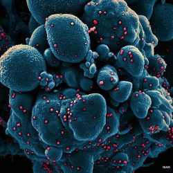 Pasien Positif Corona di Kendari Sembuh