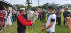 Desa Ranteleda Sembelih 11 Ekor Sapi di Hari Raya Idul Adha 1441 H/ 2020