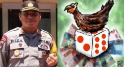 Menanti ” Taji” Kapolres Berantas Judi Sabung Ayam di Kota Palu