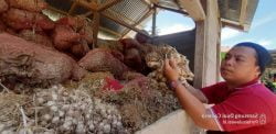Aroma Rasuah di Proyek Budidaya Bibit Bawang Putih Tahun 2019 (Bagian 1)