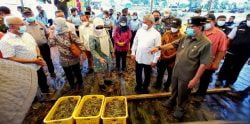 KKP : Udang dan Lobster Akan di Dorong Jadi Komnitas Ekspor
