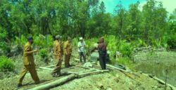 Aksi Main Kapling dan Babat Hutan Mangrove di Desa Sandana  Disorot DLH Tolitoli