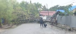 Diguyur Hujan Semalam, Palu dikepung Banjir dan Pohon Tumbang