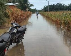 Banjir Ancam Tanaman Jagung Warga Desa Kalepu