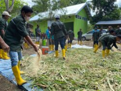 Pakan Berkualitas, Disnakeswan Donggala Pelatihan Fermentasi