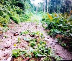 Pembukaan Jalan Dusun di Desa Pakava Diduga Bermasalah