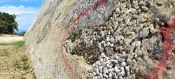 Tambal Sulam Proyek Hutang Luar Negeri Bernilai Ratusan Milyar di Sungai Ngia dan Kawatuna