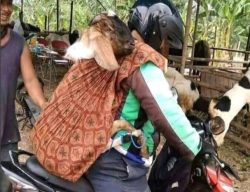 Siap-Siap, Pengguna Knalpot Brong di Talise Valangguni  Bakal di Denda Adat Pakai  Kambing