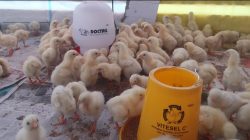 Towale Bangun Sentra Pangan, Donggala Mantapkan Langkah Menuju Swasembada